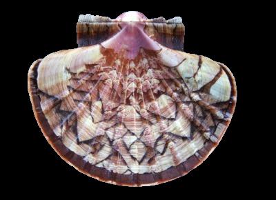 Pecten afribenedictus