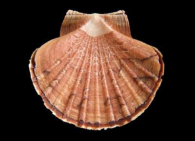 Pecten afribenedictus