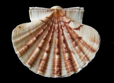 Pecten albicans