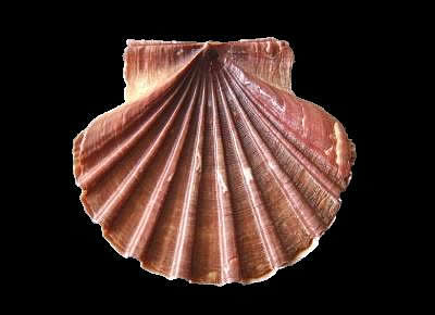 Pecten albicans