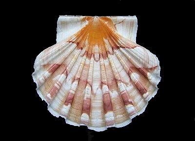 Pecten albicans