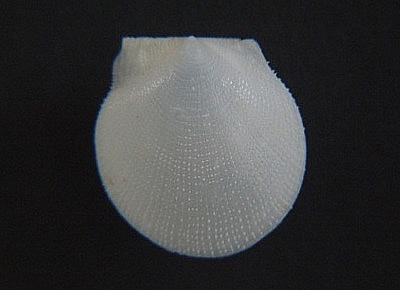 Delectopecten alcocki
