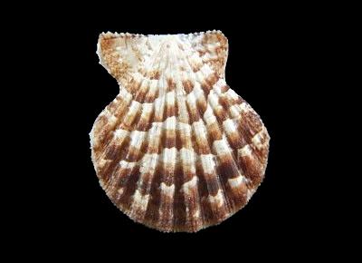 Antillipecten antillarum