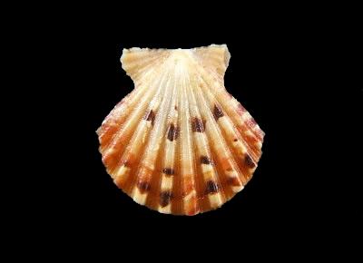 Antillipecten antillarum