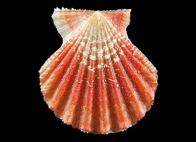 Antillipecten antillarum