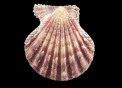 Antillipecten antillarum