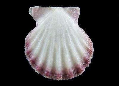 Antillipecten antillarum