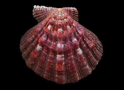 Nodipecten subnodosus