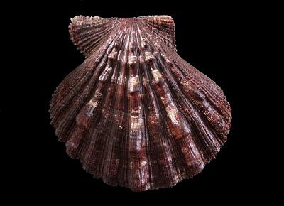 Nodipecten subnodosus