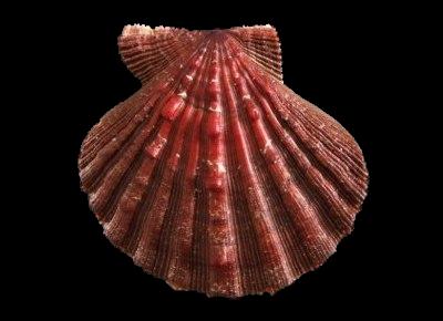 Nodipecten subnodosus