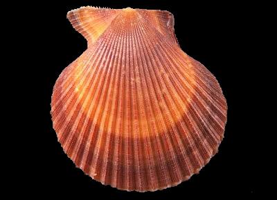 Mimachlamys asperrima