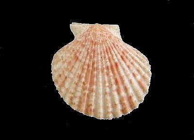 Aequipecten opercularis audouinii1