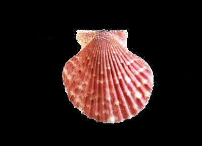 Aequipecten opercularis audouinii