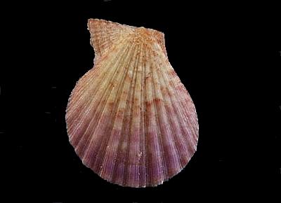 Semipallium barnetti