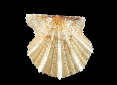 Leptopecten bavayi