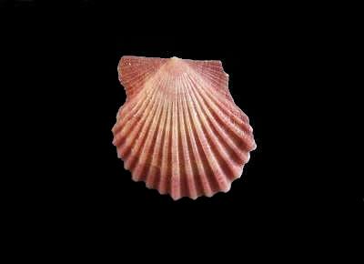 Leptopecten bavayi