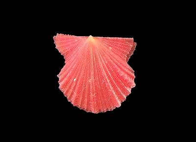 Leptopecten bavayi