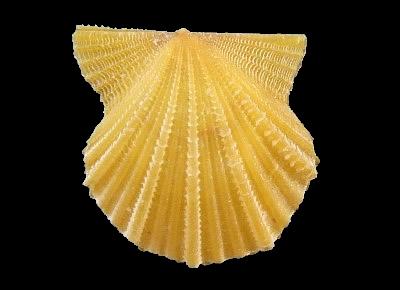 Leptopecten bavayi