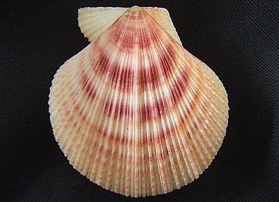 Chlamys behringiana