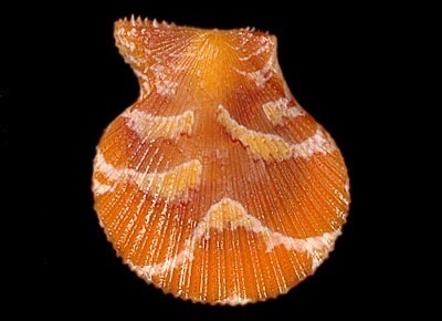 Spathochlamys benedicti