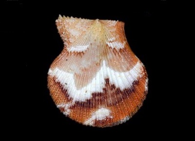 Spathochlamys benedicti