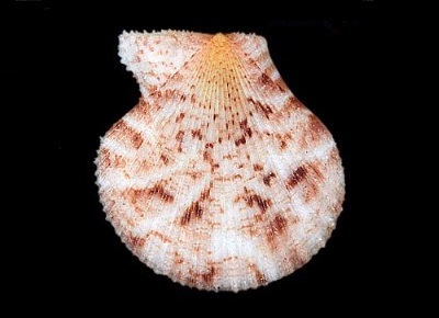 Spathochlamys benedicti