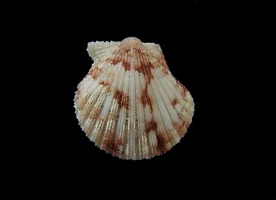 Cryptopecten bernardi