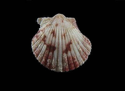 Cryptopecten bernardi