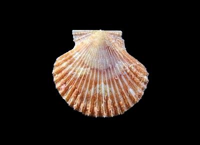 Cryptopecten bullatus