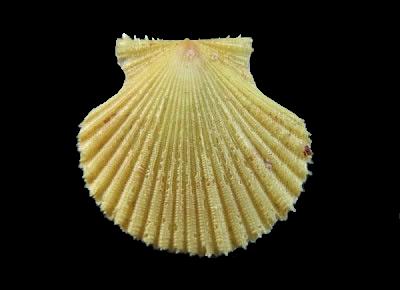 Cryptopecten bullatus