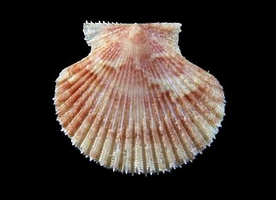 Cryptopecten bullatus