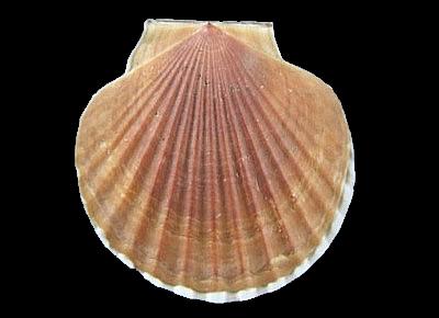 Patinopecten caurinus