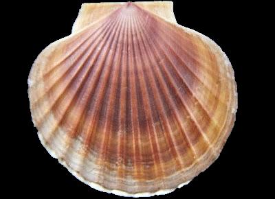 Patinopecten caurinus