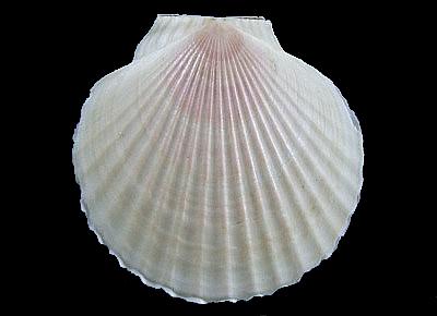 Patinopecten caurinus