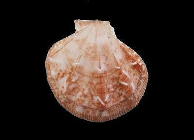 Pseudamussium clavatum1