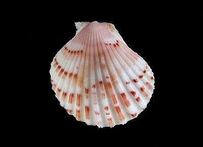 Aequipecten commutatus commutatus1