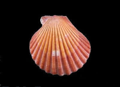 Aequipecten commutatus commutatus2