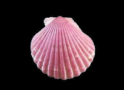 Aequipecten commutatus commutatus3