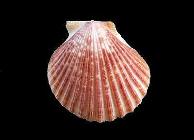 Aequipecten commutatus commutatus4