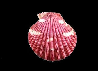 Aequipecten commutatus commutatus5