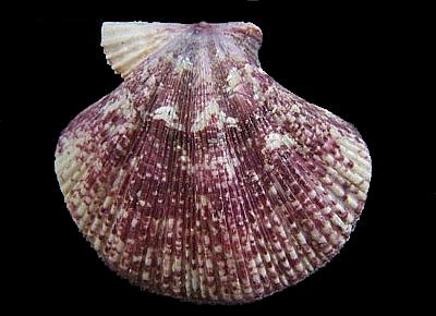 Mesopeplum convexum