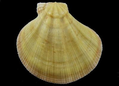 Mesopeplum convexum