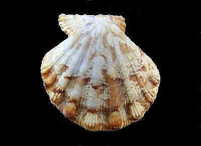 Bractechlamys corallinoides1