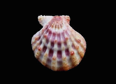 Bractechlamys corallinoides3