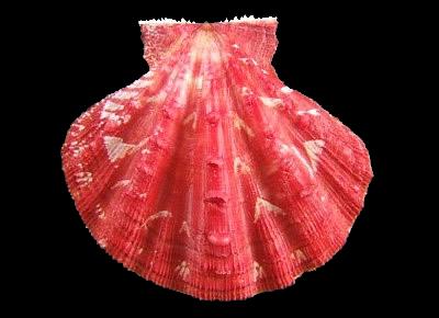 Mirapecten cranmerorum