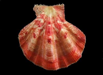 Mirapecten cranmerorum