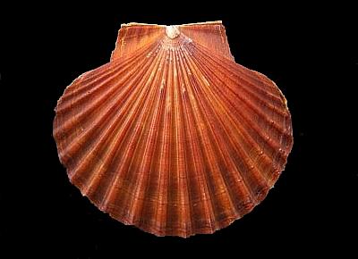 Leopecten diegensis