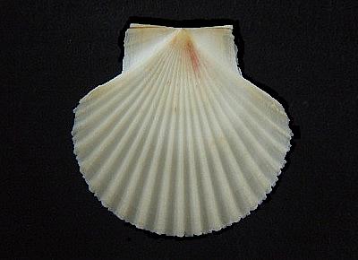 Leopecten diegensis