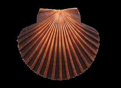 Leopecten diegensis