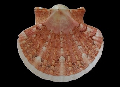 Pecten dijkstrai